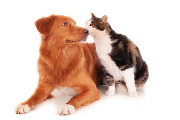 istock Nova Scotia cat and a Retriever dog playing funnily on a white surface 1437479620