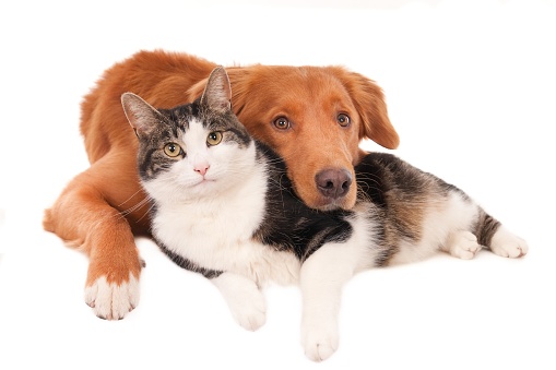 A closeup shot of a cat and a dog lying together isolated on a white background