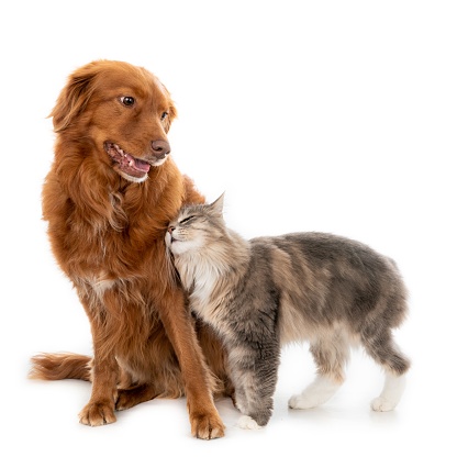 A closeup shot of a Nova Scotia duck tolling retriever and a cat in a studio