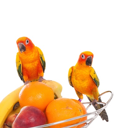 A closeup shot of two sun parakeets sitting on the vase with fruits isolated on a white background