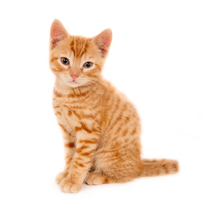 A closeup shot of a beautiful ginger domestic kitten sitting on a white surface