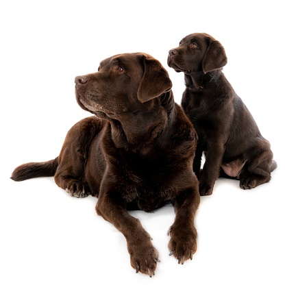 A closeup shot of a dark brown labrador puppy with mother isolated on a white background
