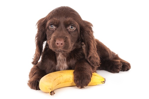 A closeup shot of an English cocker spaniel puppy dog with a banana isolated on a white background
