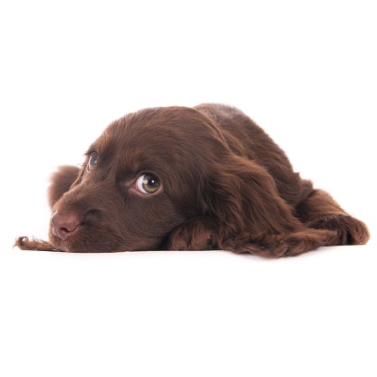 An isolated closeup shot of a dark brown Sussex Spaniel puppy lying down in front of a white background looking at the camera