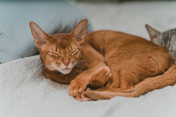 istock Closeup shot of a brown cat sleeping on a bed 1437480700