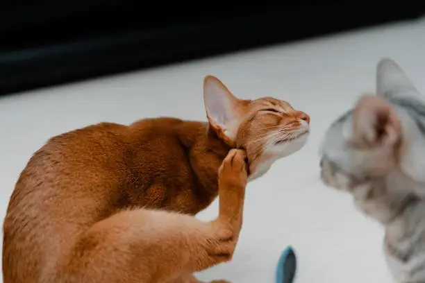 A selective focus shot of a brown cat scratching its neck