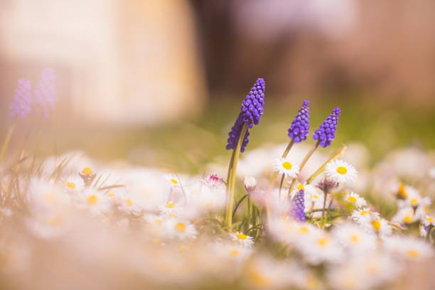 Soft focus common grape hyacinth flower blooming at a meadow A soft focus common grape hyacinth flower blooming at a meadow grape hyacinth stock pictures, royalty-free photos & images