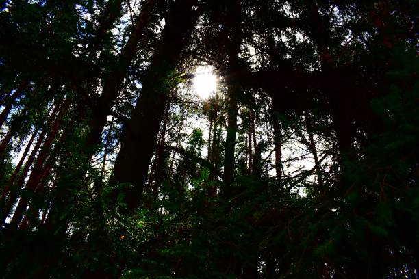 istock Forest with tall tress against the sun 1437481120