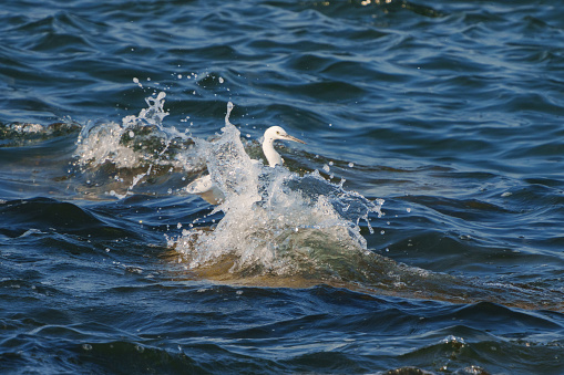 Brave Dimorphic Egrets are not afraid of wind and waves.