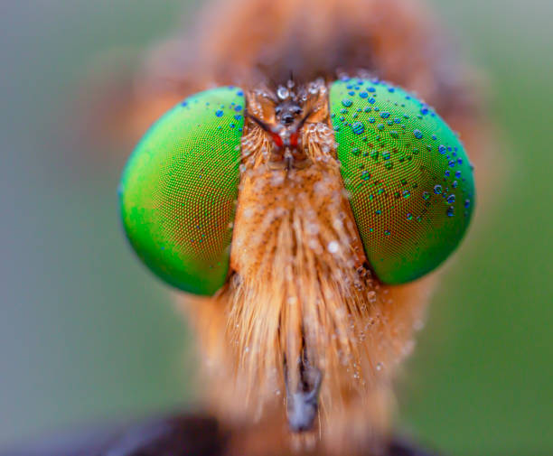 istock Amazing sharp and detailed macro closeup of robberfly. 1437481171