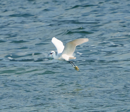 Dimorphic Egret catches fish in water.