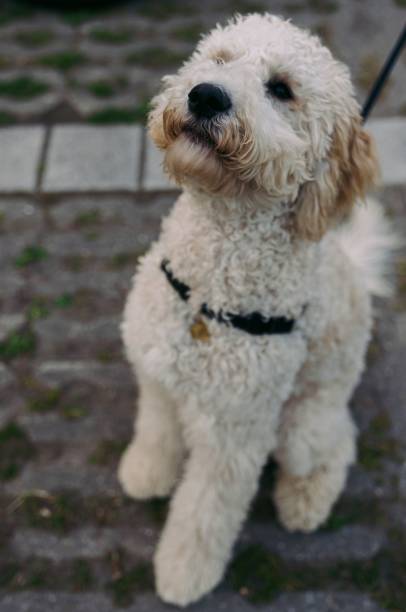 istock Cute labradoodle dog in a vertical closeup 1437481215