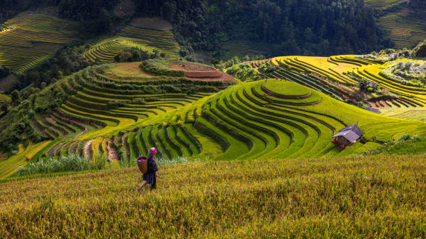 A Hmong woman on rice terraces in Mu Cang Chai in Vietnam. A Hmong woman on rice terraces in Mu Cang Chai, Yen Bai Vietnam yên bái stock pictures, royalty-free photos & images