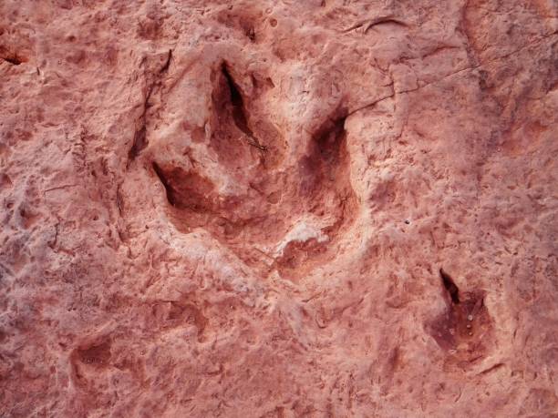 Close-up of a human hand next to Ceratosaurus dinosaur footprints. Red stones.
