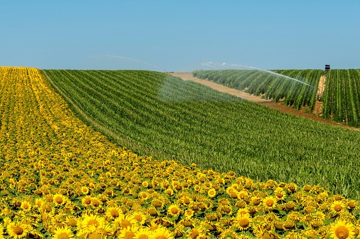 A view of watering system watering huge field of maize and sunflower under blue clear sky Auvergne Rhone Alpes. France