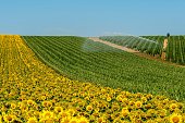 View of watering system watering huge field of maize and sunflower Auvergne Rhone Alpes. France