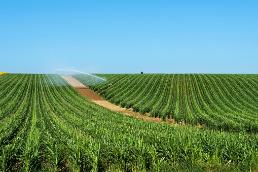 A view of Watering system watering huge field of maize under blue clear sky Auvergne Rhone Alpes. France