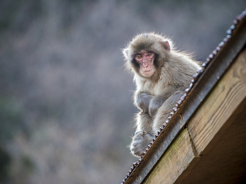 A Japanese macaque monkey sitting on top of a building roof