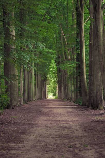 istock Tree-lined hiking path in Mastenbos in Kapellen, Belgium. 1437481611