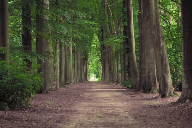 istock Tree-lined hiking path in Mastenbos in Kapellen, Belgium. 1437481613