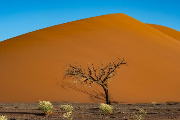 istock Namibia, the Namib desert, red dunes 1437481620
