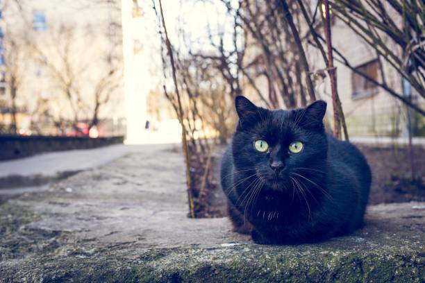 istock Black cat sitting outdoors next to a building and trees 1437481694
