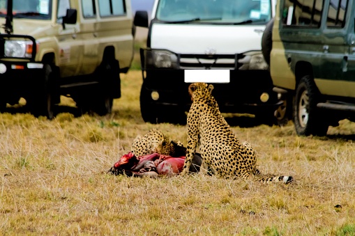 A closeup shot of two leopards devastating its hunt, and trucks in the background