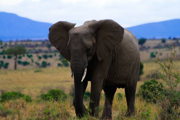 istock Enormous elephant walking in the meadow 1437481741