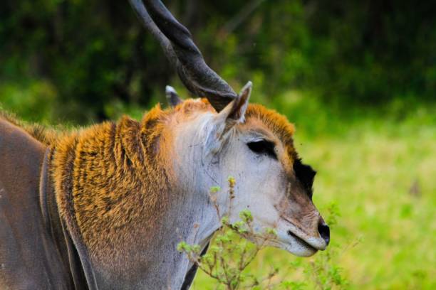 Closeup shot of a Giant eland A closeup shot of a Giant eland giant eland stock pictures, royalty-free photos & images