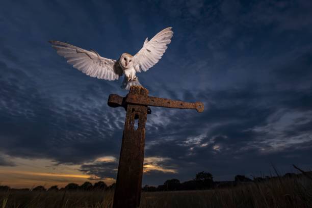 istock Barn owl with open wings approaching a vertical rusty metal surface against dark cloudy sunset sky 1437482740