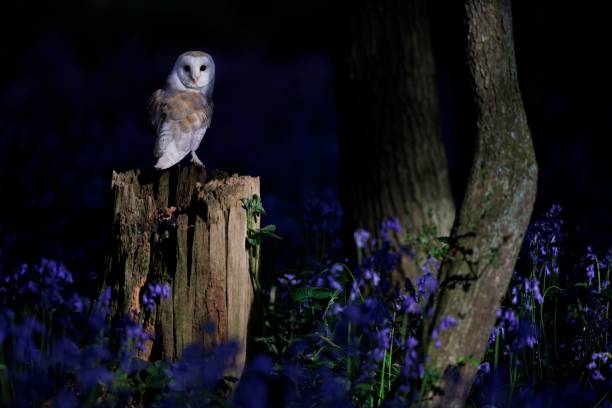 istock Barn owl perched on stump in the dark forest with blue Common Bluebell flowers 1437482757