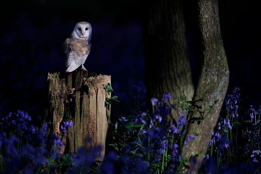 A barn owl perched on stump in the dark forest with blue Common Bluebell flowers