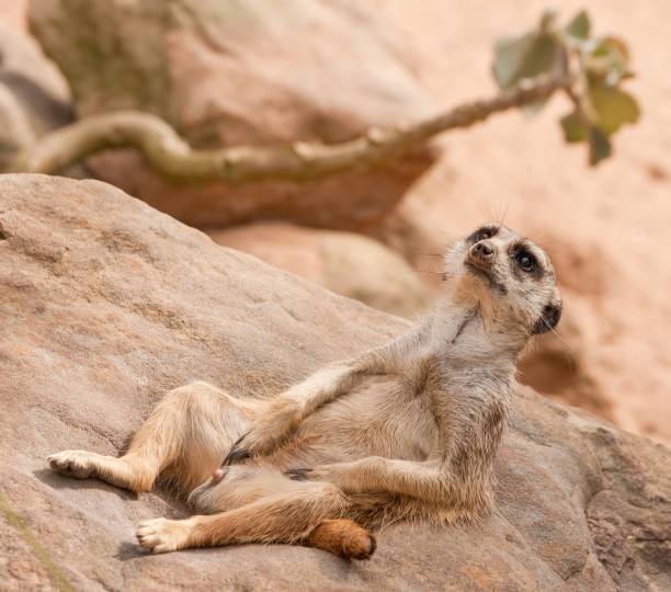 istock Dutch angle shot of a meerkat lying on a rocky surface 1437482839