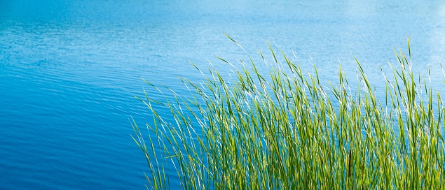 The green grass on the shore of a calm lake on a sunny day