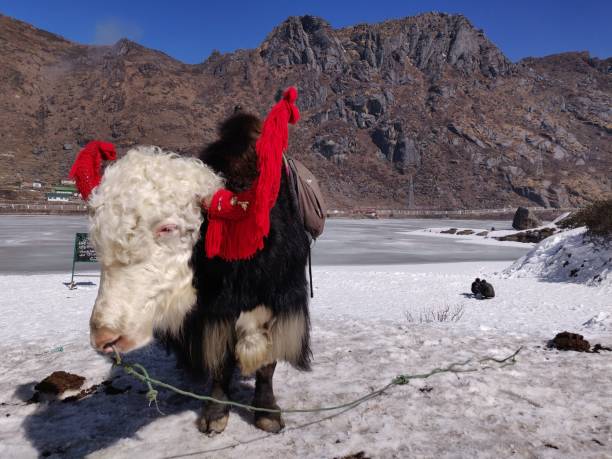 istock Beautiful black yak with white head 1437482856