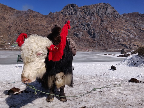A beautiful hairy black yak with a white head and decorated red horns.