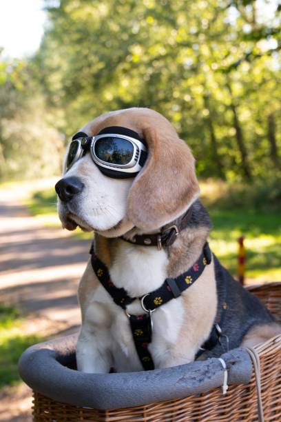 istock Cute Beagle dog sitting in a basket while wearing goggles on a pathway in nature between trees 1437482897