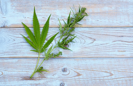 A high angle shot of cannabis leaves on the wooden table under the lights