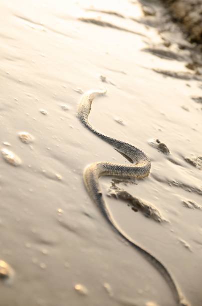 istock Vertical closeup of a dice snake in a muddy puddle. Natrix tessellata. 1437483577