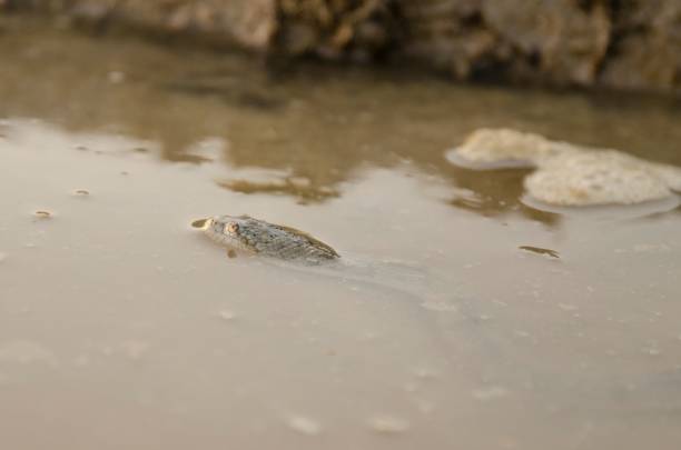 istock Closeup of a dice snake in a muddy puddle. Natrix tessellata. 1437483580