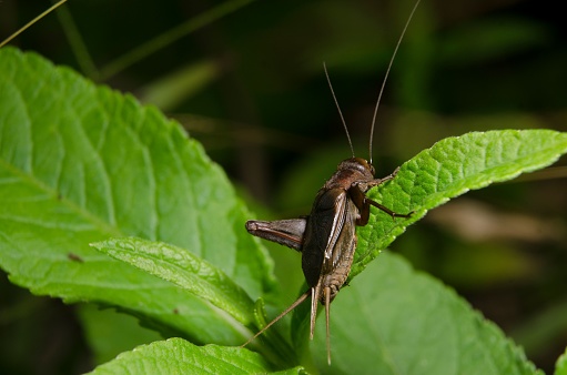 Closeup of Acheta domesticus, the house cricket, on a plant.