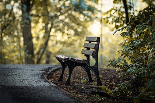 An amazing shot of a wooden bench in an autumnal park