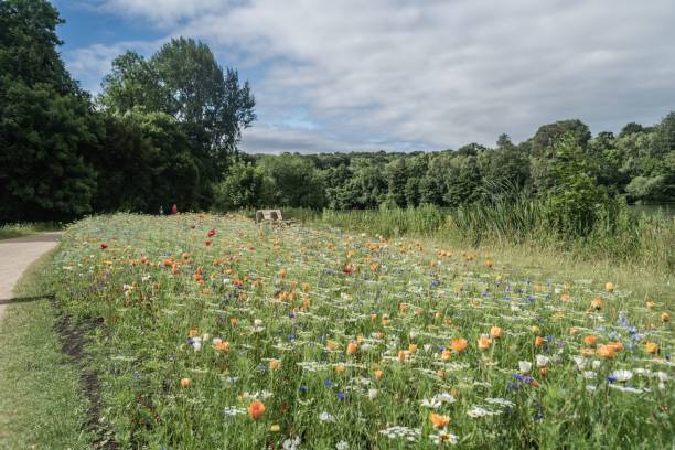 istock Staffordshire Lakeside Floral  Display 1437484006