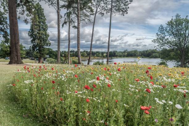 exhibición floral junto al lago staffordshire - stike fotografías e imágenes de stock