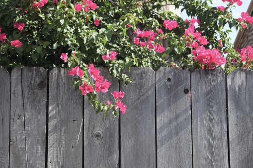 A bush with beautiful pink flowers draping over the wooden fence