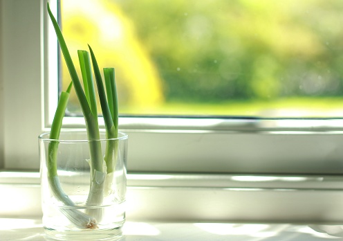 A selective focus shot of green onion in a glass of water by a white window