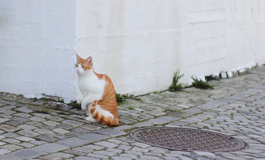 A white and orange striped cat sitting by a white building while lifting its paw