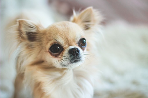 A closeup of a long-haired chihuahua with tear stains, leaving it dark around the eyes