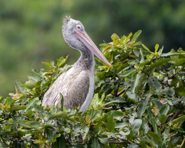istock Grey pelican (Pelecanus philippensis), also known as the spot-billed pelican resting on branches 1437484360
