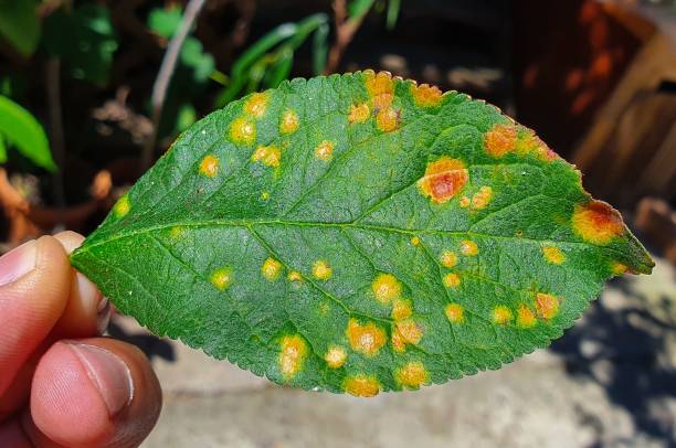 istock a close-up with a diseased apricot leaf 1437484829